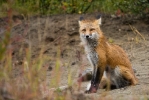 alaska2009_2305