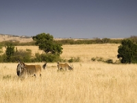 kenya2006_022