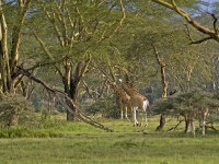kenya2006_051