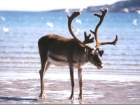 northcape2000_28