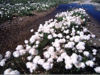 northcape2000_48